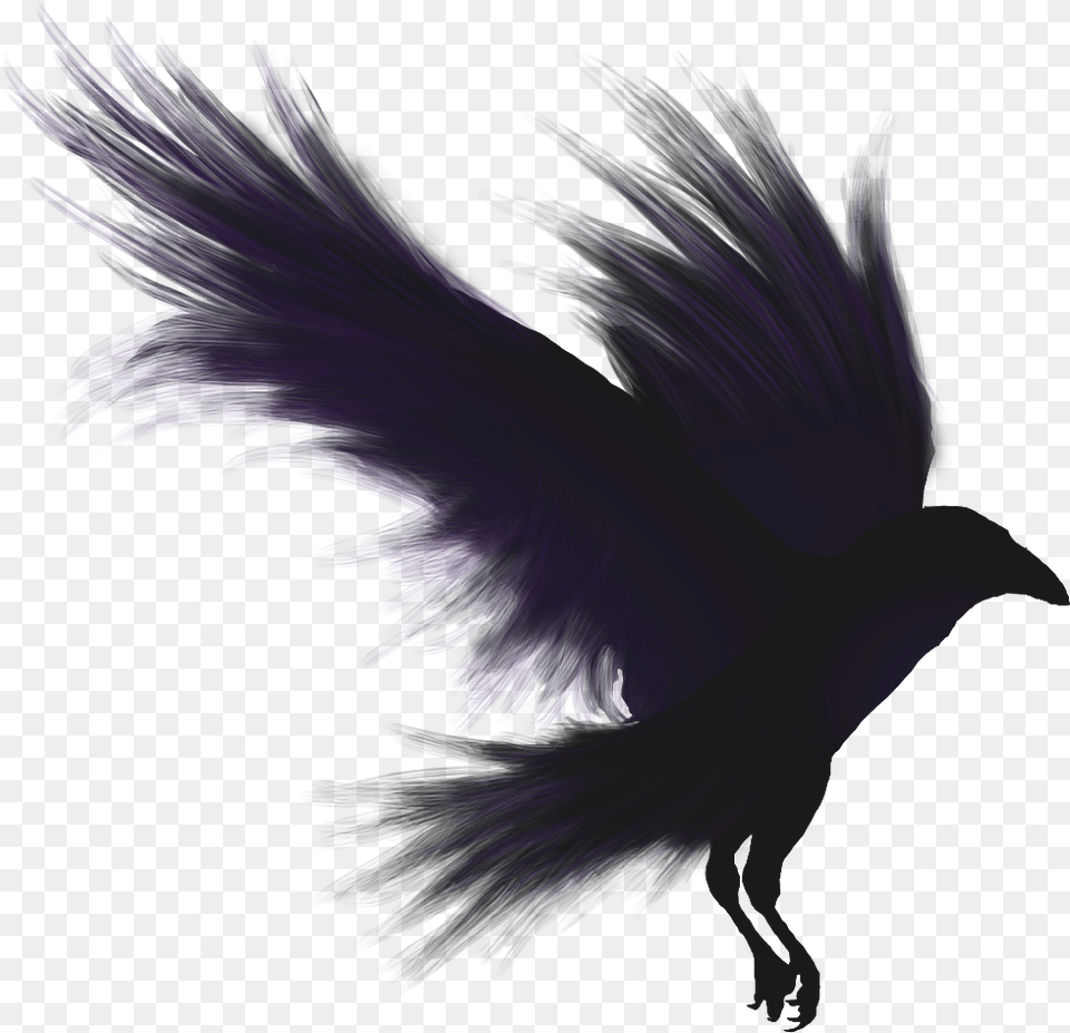 Raven, Animal, Bird, Blackbird, Purple Png