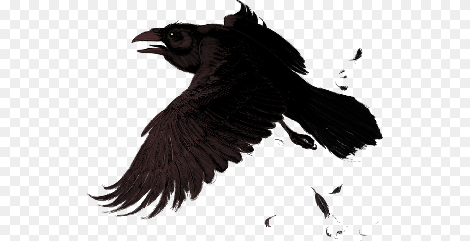 Raven, Animal, Bird, Blackbird Png