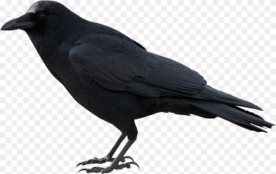 Raven, Animal, Bird, Crow, Blackbird Png Image