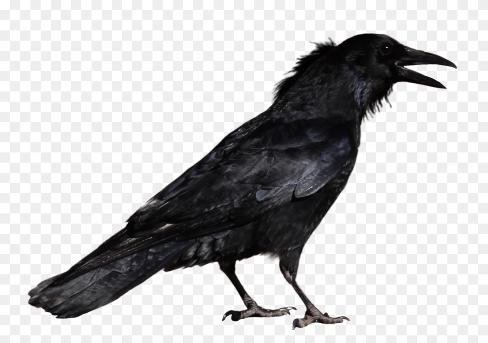 Raven, Animal, Bird, Crow Free Transparent Png
