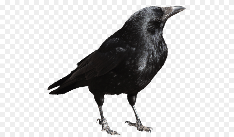 Raven, Animal, Bird, Blackbird, Crow Png Image