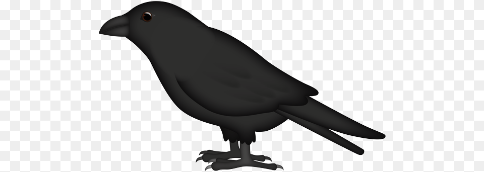 Raven, Animal, Bird, Blackbird, Aircraft Png