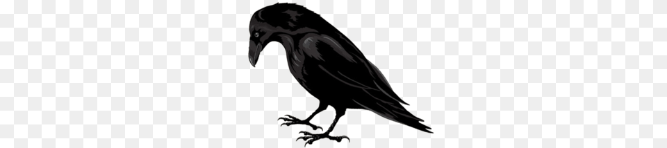 Raven, Animal, Bird, Crow, Blackbird Free Png