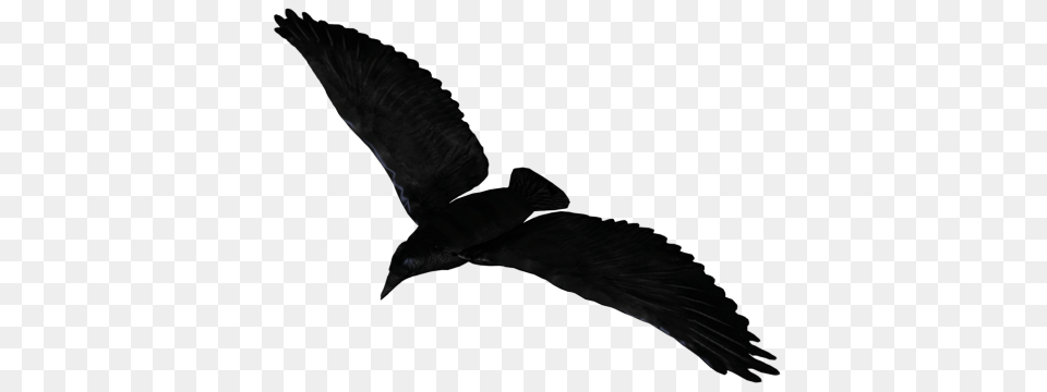 Raven, Animal, Bird, Blackbird, Crow Png