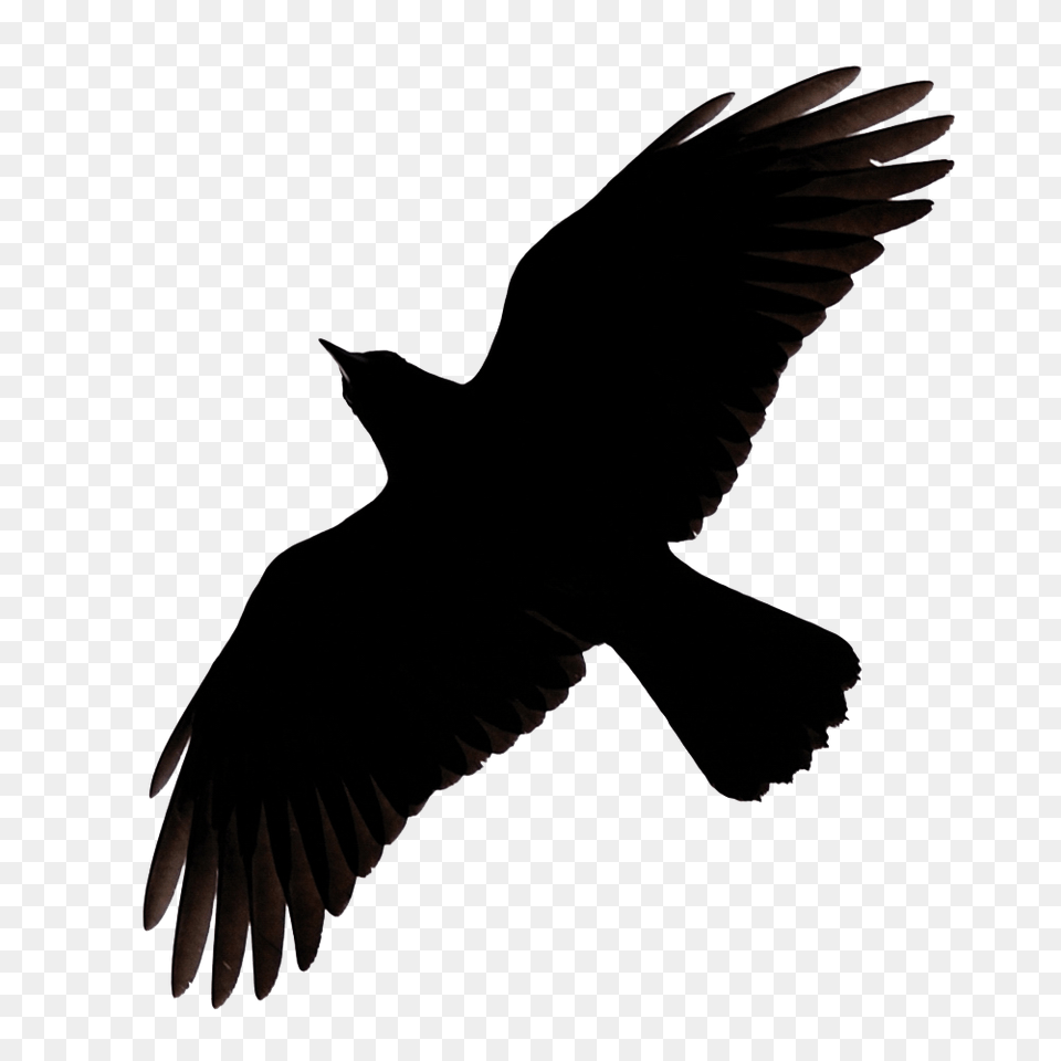 Raven, Animal, Bird, Silhouette, Blackbird Free Transparent Png
