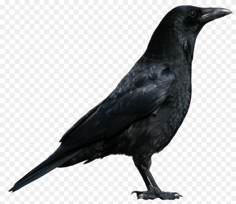 Raven, Animal, Bird, Blackbird, Crow Free Transparent Png