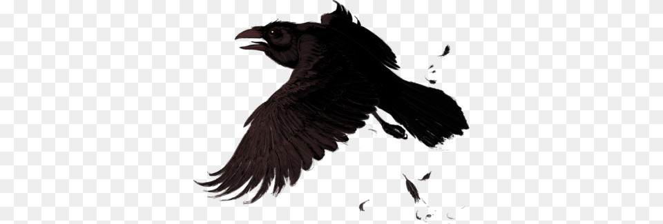 Raven, Animal, Bird, Blackbird Free Png