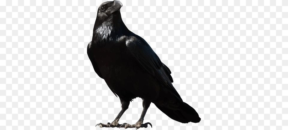 Raven, Animal, Bird, Crow Png