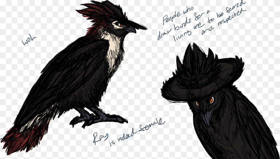 Raven, Animal, Vulture, Bird, Blackbird Free Transparent Png