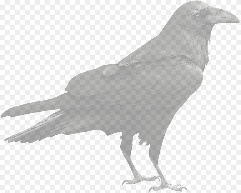 Raven, Animal, Bird, Crow, Blackbird Free Png