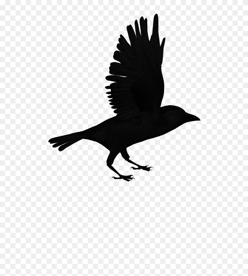Raven, Animal, Bird, Blackbird, Silhouette Png