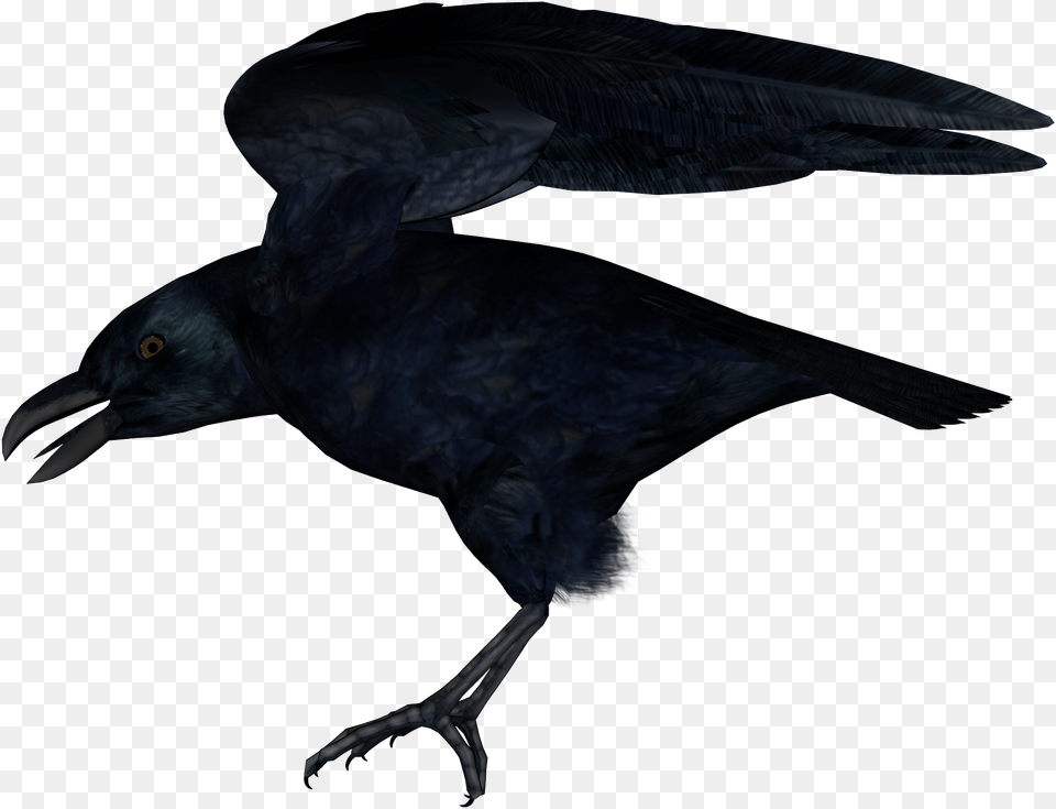 Raven, Animal, Bird, Blackbird, Crow Png