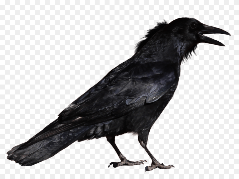 Raven, Animal, Bird, Crow, Blackbird Free Png Download
