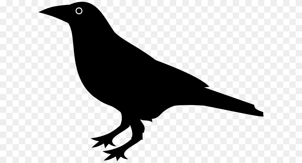 Raven Free Transparent Png