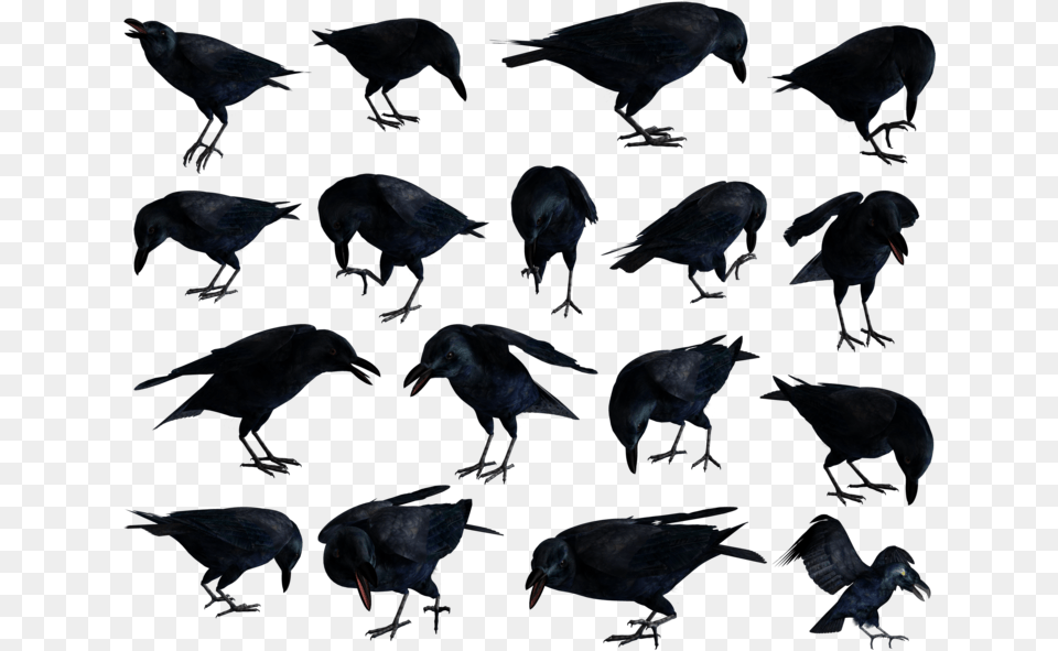 Raven, Animal, Bird, Blackbird Free Png Download