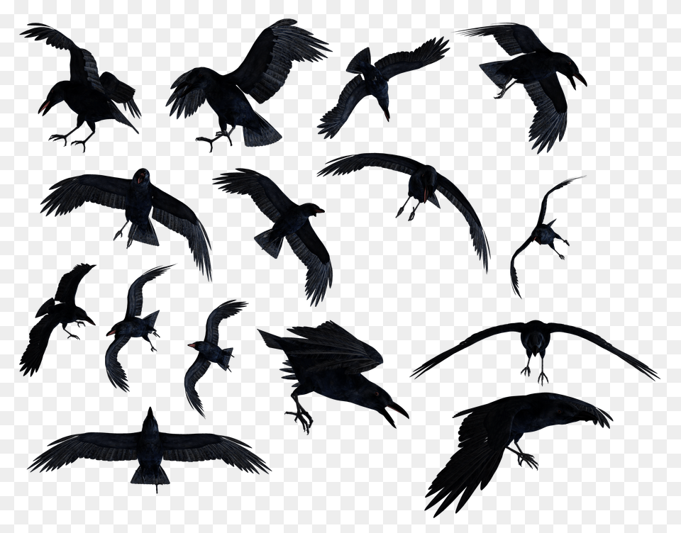 Raven, Animal, Bird, Flying, Blackbird Png