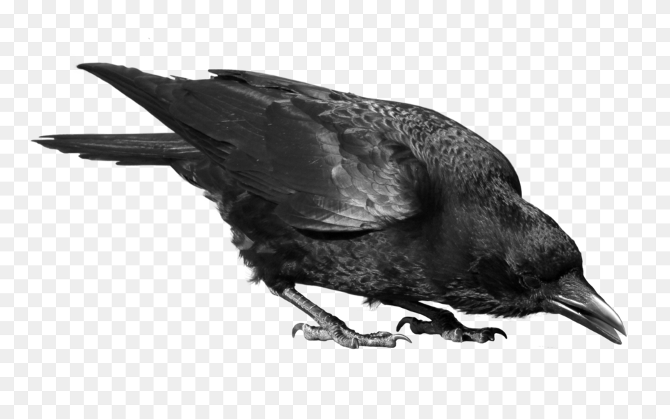 Raven, Animal, Bird, Blackbird, Crow Free Png Download