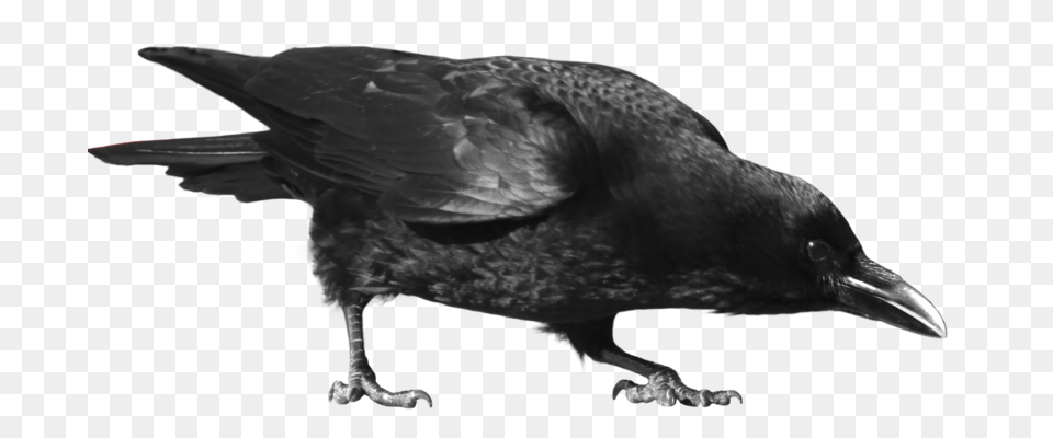 Raven, Animal, Bird, Crow, Blackbird Png