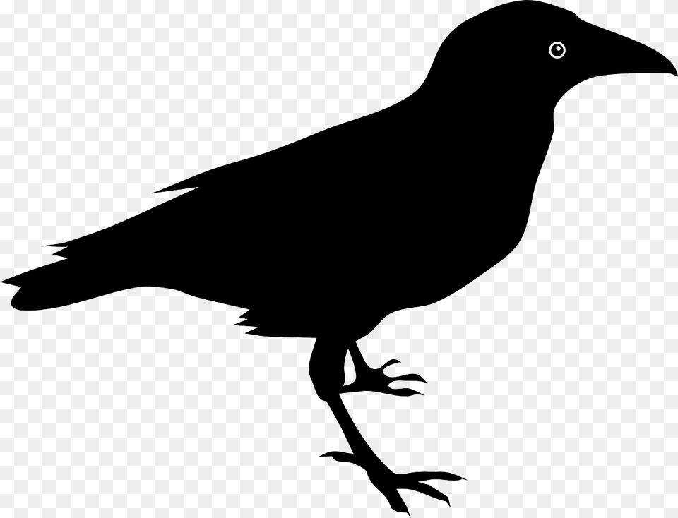 Raven, Animal, Bird, Blackbird, Bow Free Png