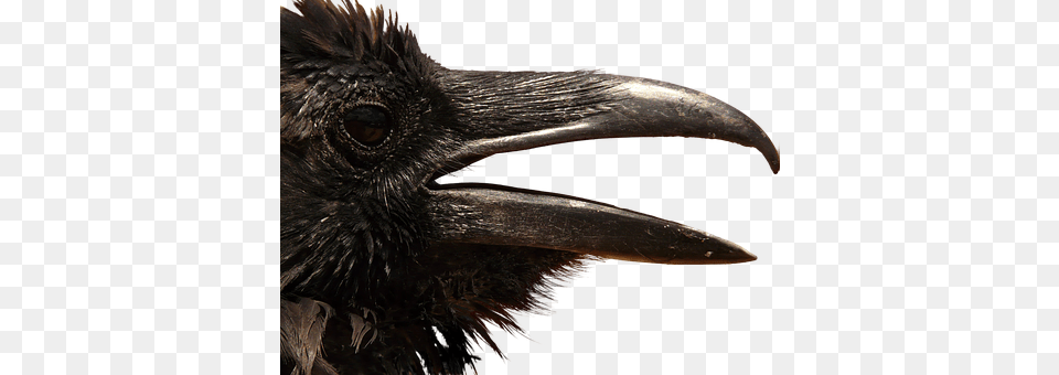 Raven Animal, Beak, Bird Png