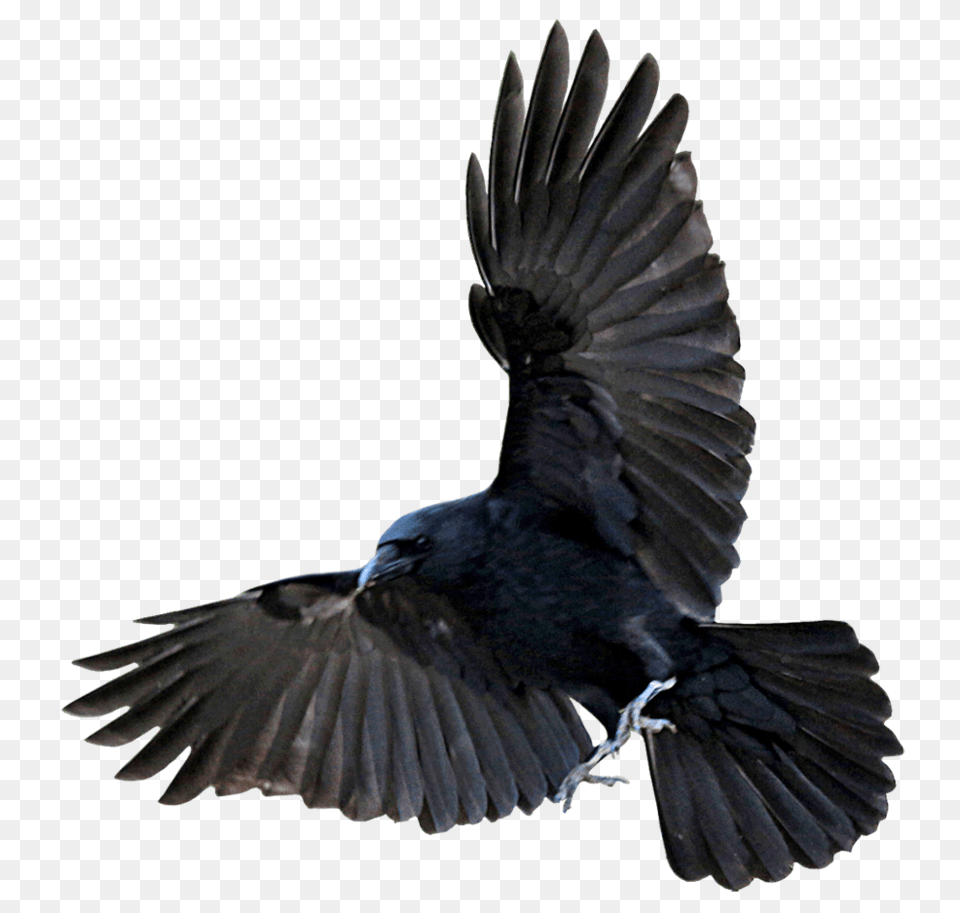 Raven, Animal, Bird, Blackbird, Crow Free Transparent Png