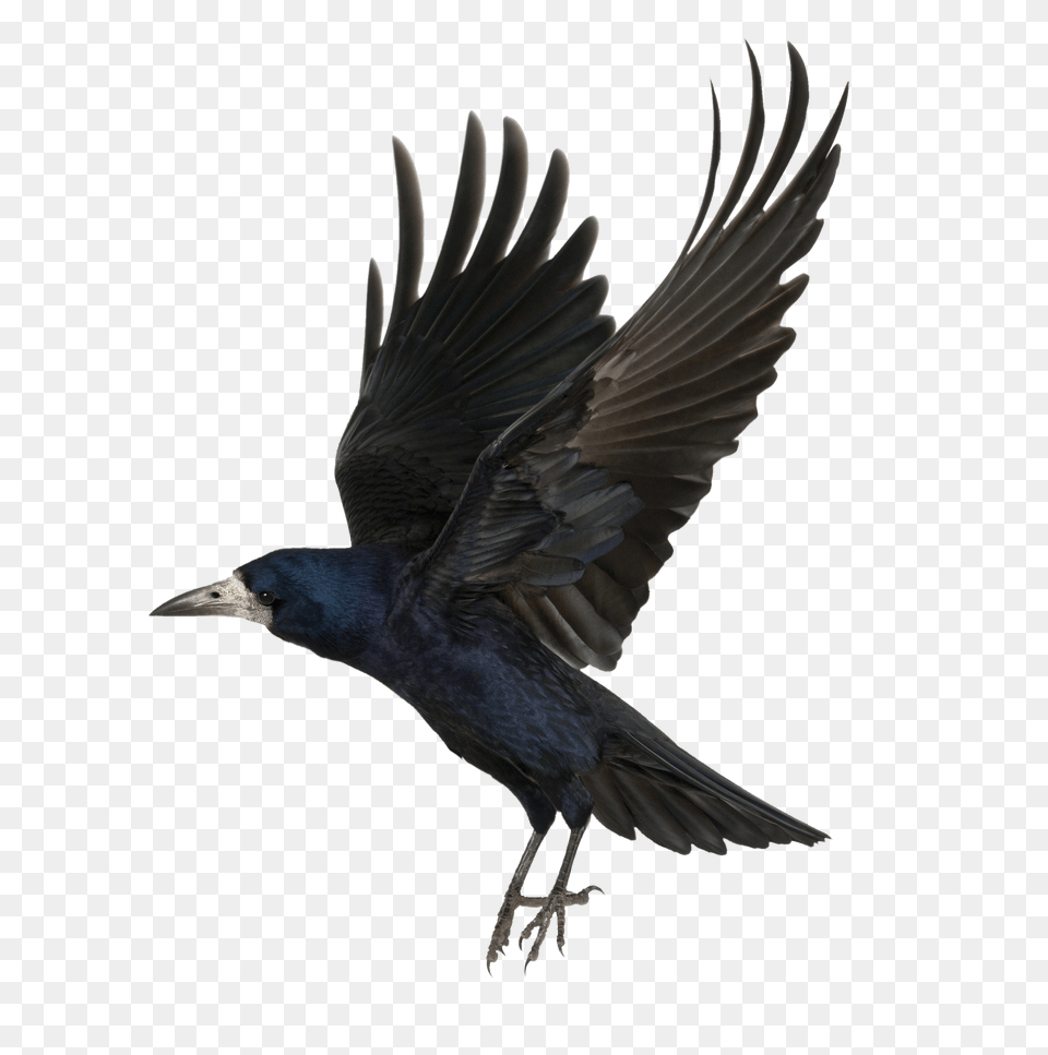 Raven, Animal, Bird, Blackbird Png Image