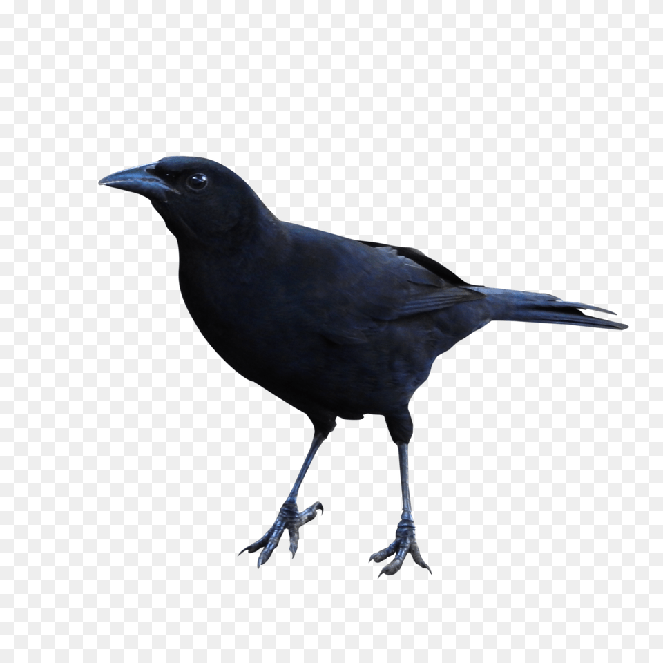 Raven, Animal, Bird, Blackbird Png Image