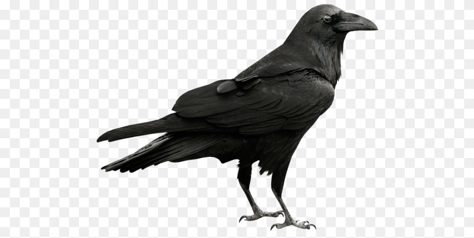 Raven, Animal, Bird, Crow Png Image