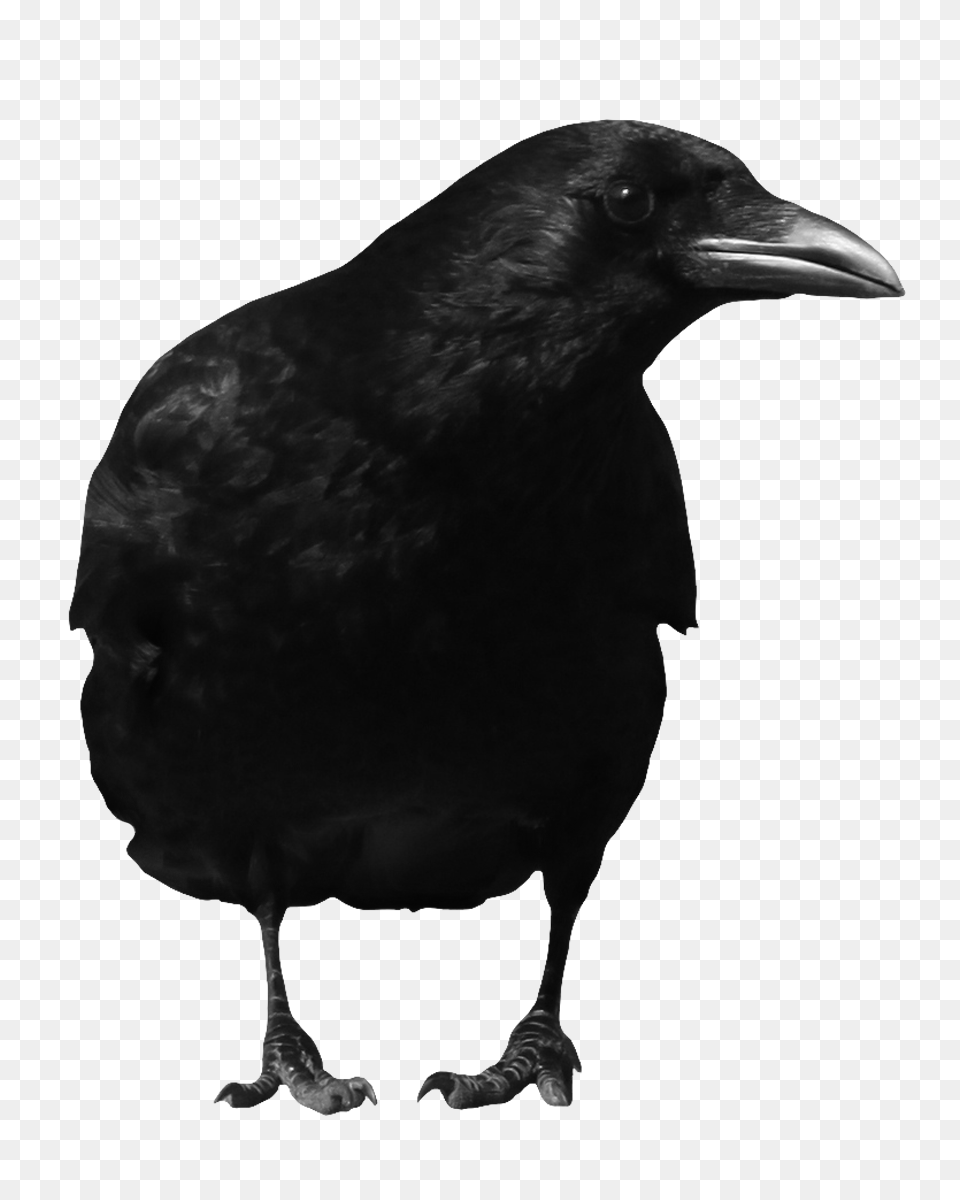 Raven, Animal, Bird, Blackbird, Crow Free Png