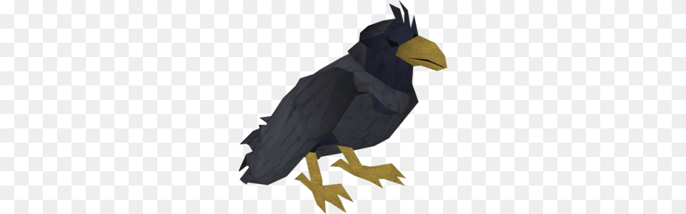 Raven, Animal, Beak, Bird, Blackbird Free Transparent Png