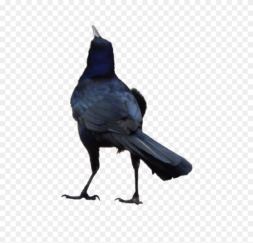 Raven, Animal, Bird, Blackbird Free Transparent Png