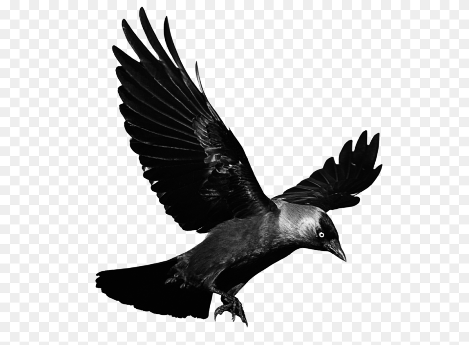 Raven, Animal, Bird, Blackbird, Flying Png Image