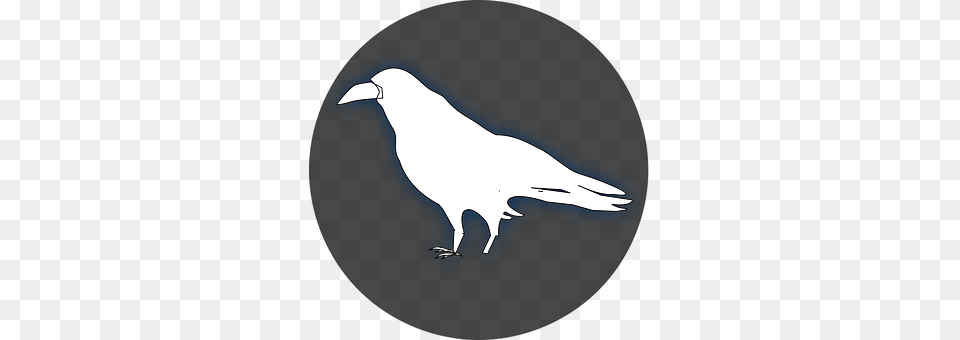 Raven Silhouette, Animal, Beak, Bird Free Transparent Png