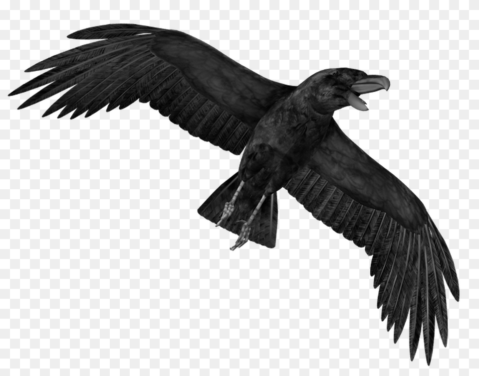 Raven, Animal, Bird, Vulture, Condor Png Image