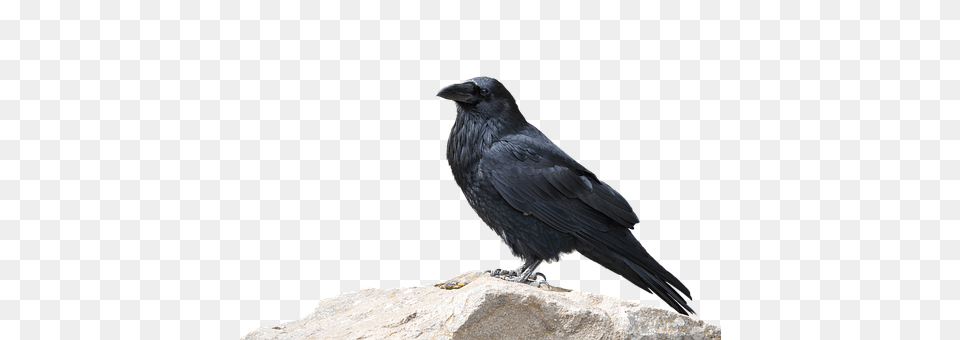 Raven Animal, Bird, Crow, Blackbird Free Png Download