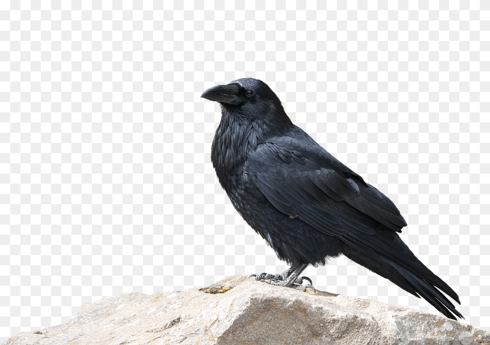 Raven Animal, Bird, Blackbird, Crow Free Png