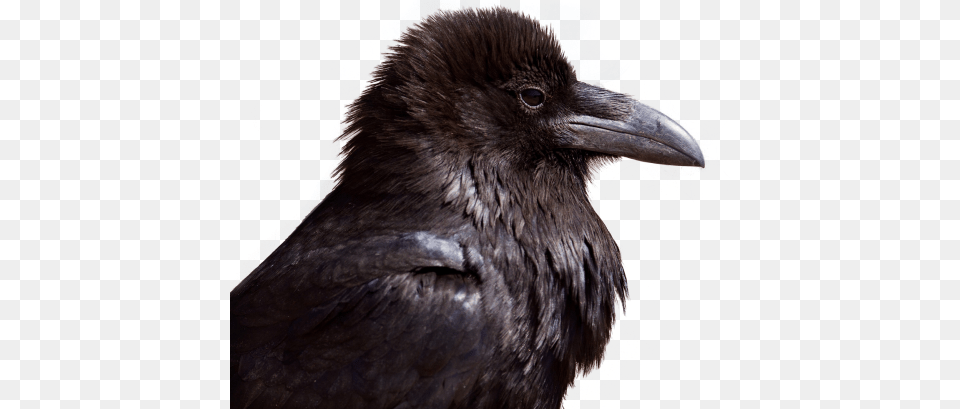 Raven, Animal, Beak, Bird, Crow Free Png