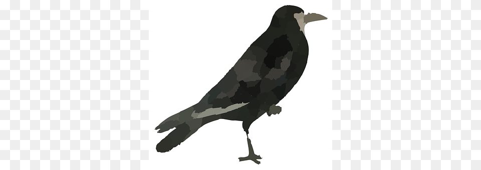 Raven Animal, Bird, Blackbird, Fish Free Png Download