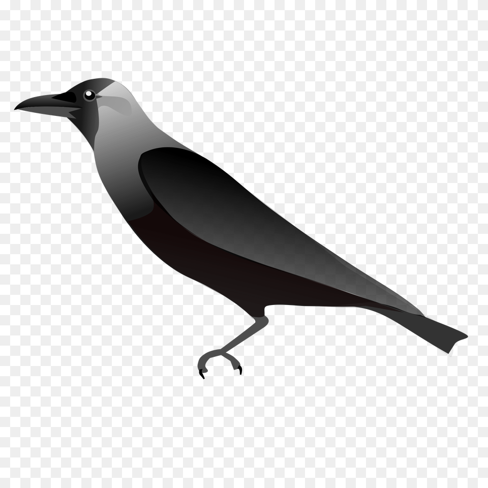 Raven, Animal, Bird, Blackbird Free Png Download