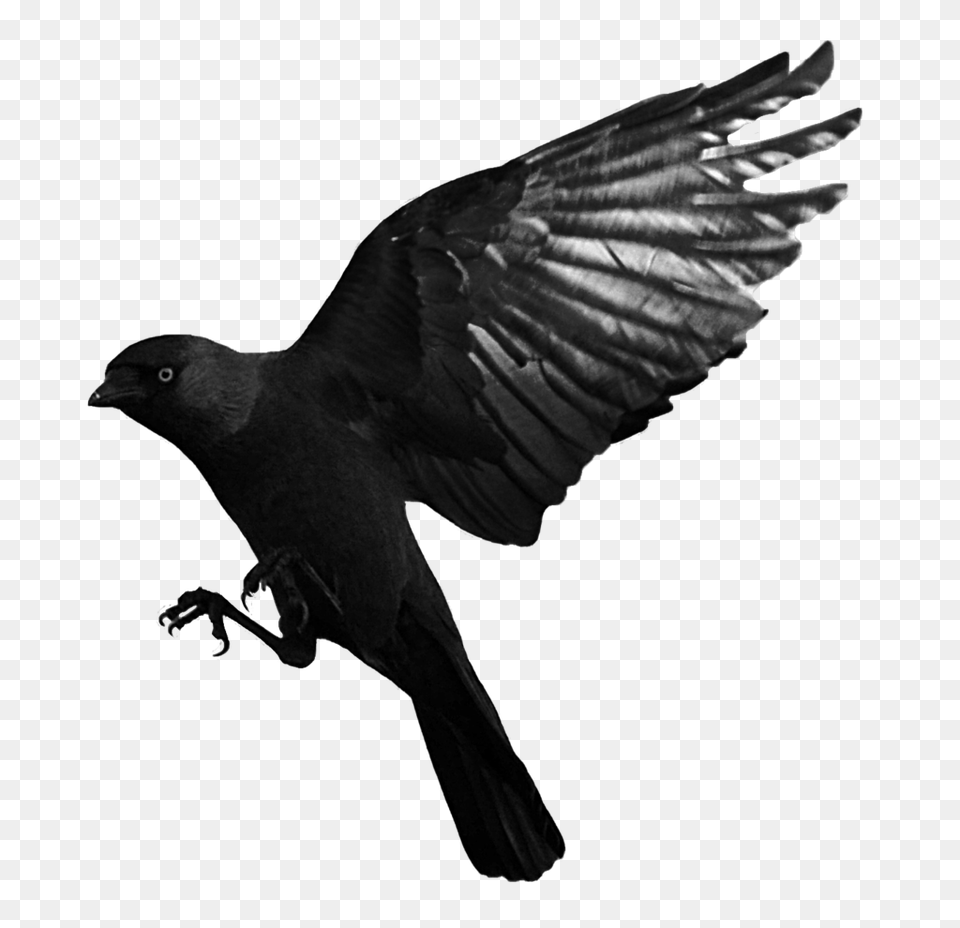 Raven, Animal, Bird, Blackbird, Crow Free Transparent Png