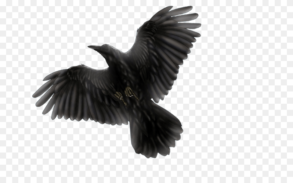 Raven, Animal, Bird, Blackbird, Crow Free Png Download