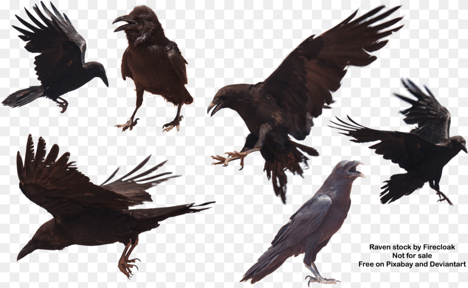 Raven, Animal, Bird, Blackbird, Crow Png Image