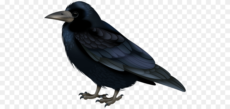 Raven, Animal, Bird, Blackbird, Beak Free Transparent Png