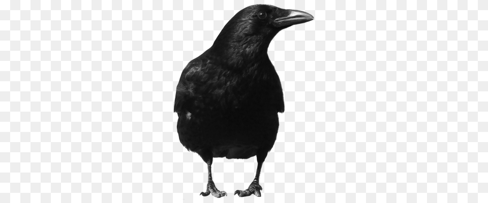 Raven, Animal, Bird, Blackbird, Crow Png Image
