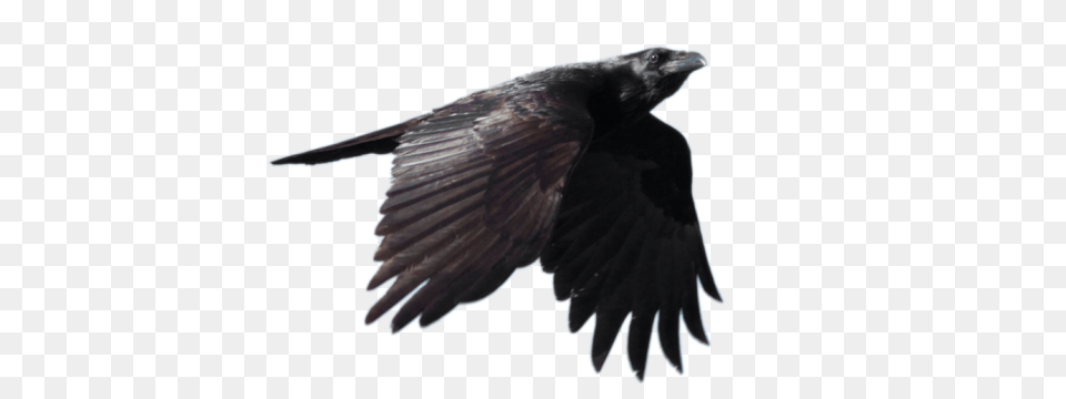 Raven, Animal, Bird, Crow, Blackbird Png