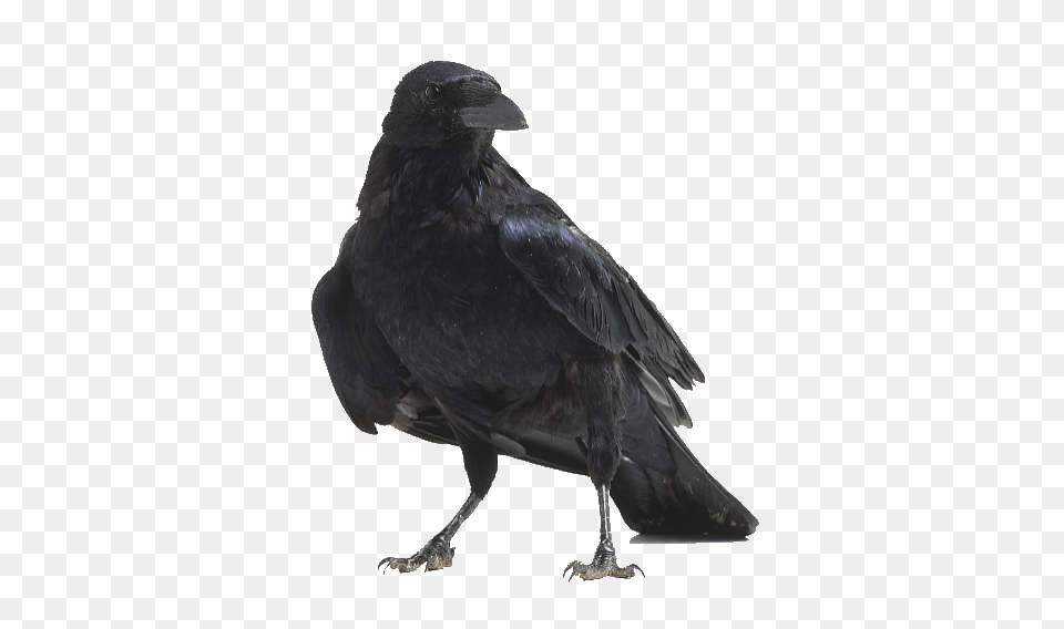 Raven, Animal, Bird, Crow, Blackbird Free Png Download