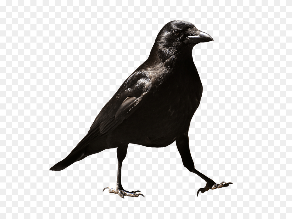 Raven, Animal, Bird, Blackbird, Crow Png Image