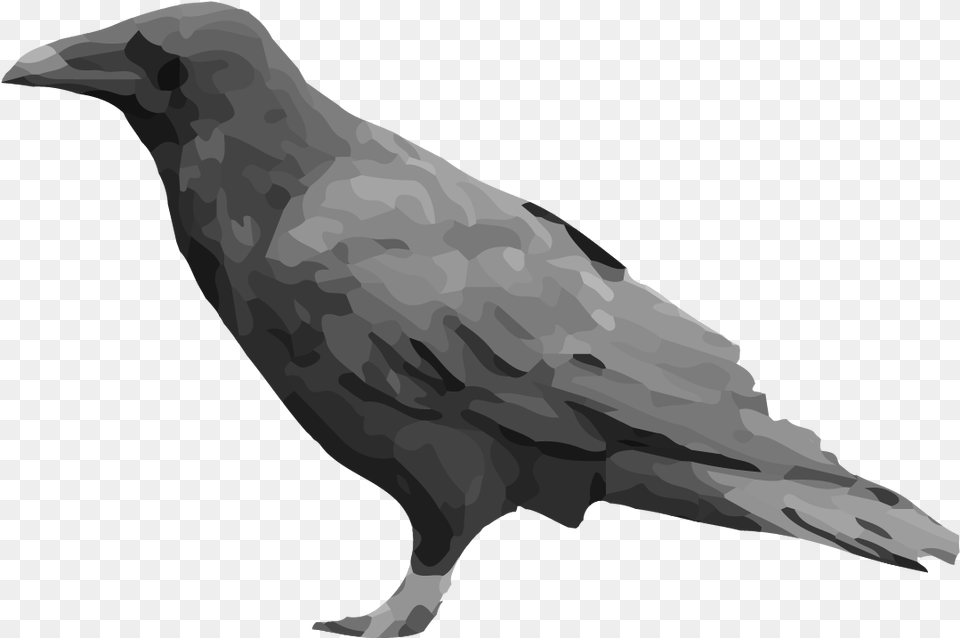 Raven, Animal, Bird, Person Free Transparent Png