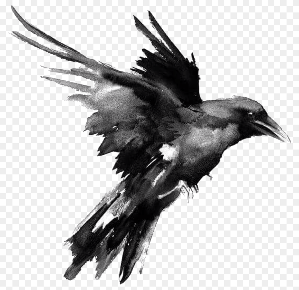 Raven, Animal, Bird, Blackbird, Crow Png