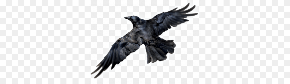 Raven, Animal, Bird, Crow, Blackbird Png